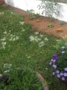 flower :