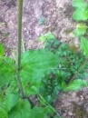 leaf  : 