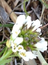 flower  : nom scientifique : Arabis hirsuta Royle ex Hook. f. & Thomson , Arabis , Brassicaceae 