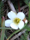 flower  : nom scientifique : Saxifraga granulata L. , Saxifraga , Saxifragaceae 