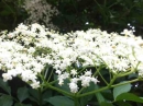 flower : nom scientifique : Sambucus nigra L. , Sambucus , Adoxaceae
