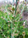stemleaf  : nom scientifique : Asphodelus albus Mill. , Asphodelus , Xanthorrhoeaceae 