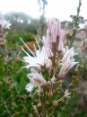 flower  : nom scientifique : Asphodelus albus Mill. , Asphodelus , Xanthorrhoeaceae 