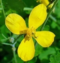 flower  : nom scientifique : Chelidonium majus L. , Chelidonium , Papaveraceae 