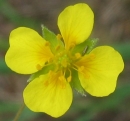 flower  : nom scientifique : Potentilla erecta (L.) Raeusch. , Potentilla , Rosaceae 