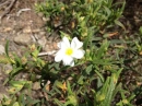 flower : nom scientifique : Cistus monspeliensis L. , Cistus , Cistaceae