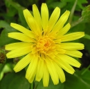 flower  : nom scientifique : Scorzonera humilis L. , Scorzonera , Asteraceae 