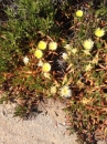flower  : 