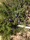 flower  : 