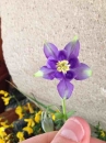 flower  : 