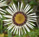 flower  : nom scientifique : Carlina vulgaris L. , Carlina , Asteraceae 