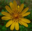 flower  : nom scientifique : Lapsana communis L. , Lapsana , Asteraceae 