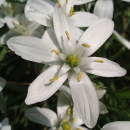 flower  : nom scientifique : Ornithogalum umbellatum L. , Ornithogalum , Asparagaceae 