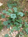 whole  : nom scientifique : Malva sylvestris L. , Malva , Malvaceae 