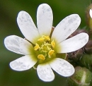 flower  : nom scientifique : Erophila verna (L.) DC. , Erophila , Brassicaceae 