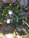 whole  : nom scientifique : Catananche caerulea L. , Catananche , Asteraceae 