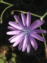 flower  : nom scientifique : Catananche caerulea L. , Catananche , Asteraceae 