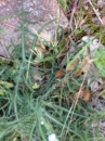 leaf  : nom scientifique : Catananche caerulea L. , Catananche , Asteraceae 