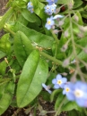 leaf  : nom scientifique : Myosotis arvensis (L.) Hill , Myosotis , Boraginaceae 