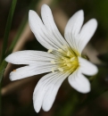 flower  : nom scientifique : Cerastium arvense L. , Cerastium , Caryophyllaceae 