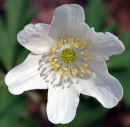 flower  : nom scientifique : Anemone nemorosa L. , Anemone , Ranunculaceae 