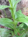 stemleaf  : nom scientifique : Centaurea montana L. , Centaurea , Asteraceae 