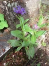 whole  : nom scientifique : Centaurea montana L. , Centaurea , Asteraceae 