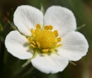 flower  : nom scientifique : Fragaria vesca L. , Fragaria , Rosaceae 