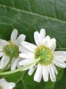 flower  : nom scientifique : Matricaria recutita L. , Matricaria , Asteraceae 