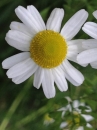 flower  : nom scientifique : Matricaria recutita L. , Matricaria , Asteraceae 