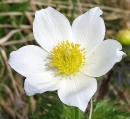 flower  : nom scientifique : Pulsatilla alpina Delarbre , Pulsatilla , Ranunculaceae 