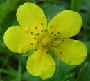 flower  : nom scientifique : Potentilla anserina L. , Potentilla , Rosaceae 