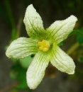 flower  : nom scientifique : Bryonia dioica Jacq. , Bryonia , Cucurbitaceae 