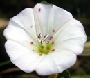 flower  : nom scientifique : Convolvulus arvensis L. , Convolvulus , Convolvulaceae 