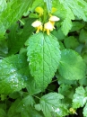 leaf  : nom scientifique : Lamium galeobdolon L. , Lamium , Lamiaceae 