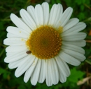 flower  : nom scientifique : Leucanthemum vulgare Tourn. ex Lam. , Leucanthemum , Asteraceae 