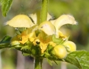 flower : nom scientifique : Lamium galeobdolon (L.) Crantz , Lamium , Lamiaceae