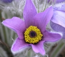 flower  : nom scientifique : Pulsatilla vulgaris Mill. , Pulsatilla , Ranunculaceae 