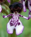 flower  : nom scientifique : Orchis purpurea Huds. , Orchis , Orchidaceae 