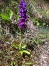 whole  : nom scientifique : Orchis morio L. , Orchis , Orchidaceae 