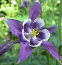 flower  : nom scientifique : Aquilegia vulgaris L. , Aquilegia , Ranunculaceae 