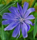 flower  : nom scientifique : Cichorium intybus L. , Cichorium , Asteraceae 