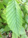 leaf  : nom scientifique : Carpinus betulus L. , Carpinus , Betulaceae 