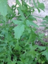 leaf  : nom scientifique : Sisymbrium officinale (L.) Scop. , Sisymbrium , Brassicaceae 