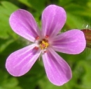 flower  : nom scientifique : Geranium robertianum L. , Geranium , Geraniaceae 