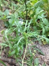 whole  : nom scientifique : Diplotaxis tenuifolia (L.) DC. , Diplotaxis , Brassicaceae 