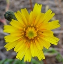 flower  : nom scientifique : Hypochaeris radicata L. , Hypochaeris , Asteraceae 