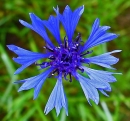 flower  : nom scientifique : Centaurea cyanus L. , Centaurea , Asteraceae 