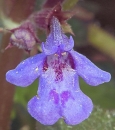 flower  : nom scientifique : Glechoma hederacea L. , Glechoma , Lamiaceae 