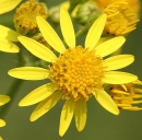 flower  : nom scientifique : Senecio jacobaea L. , Senecio , Asteraceae 